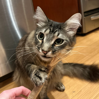 PurrClean™ Silverine Dental Sticks