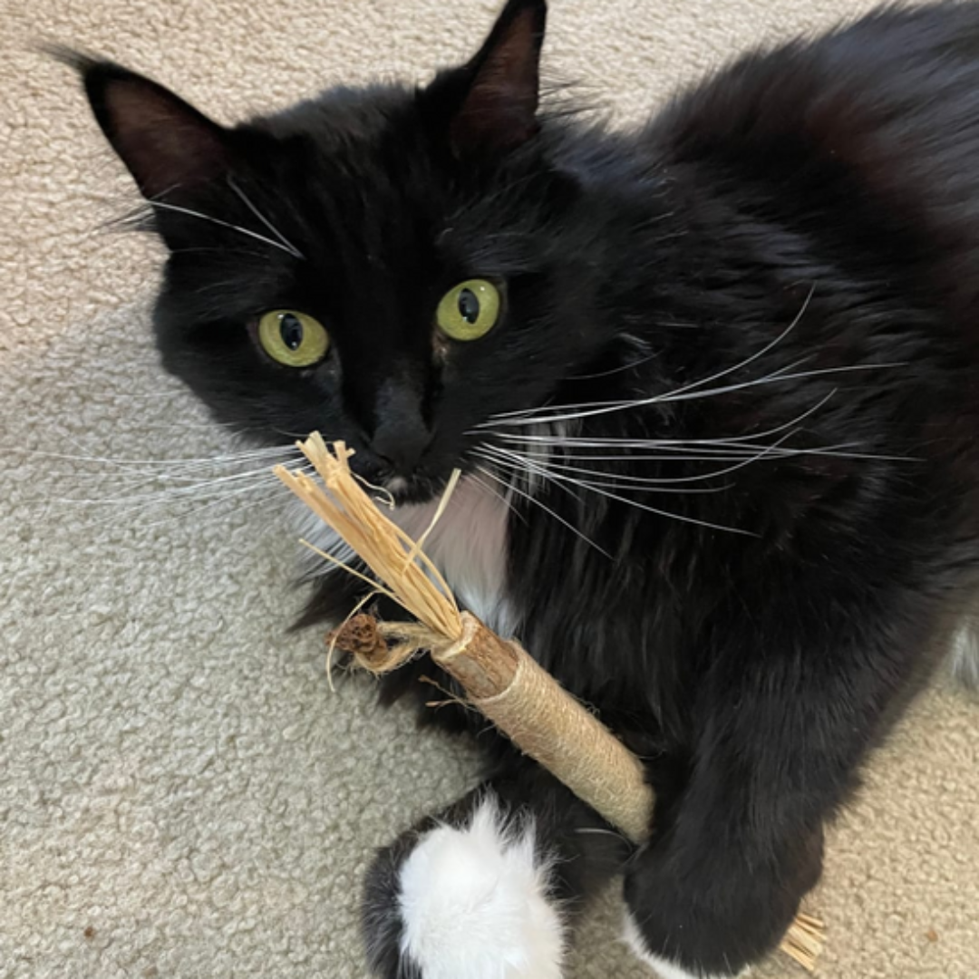 PurrClean™ Silverine Dental Sticks