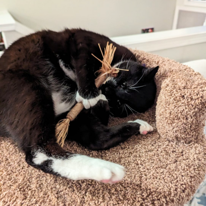 PurrClean™ Silverine Dental Sticks