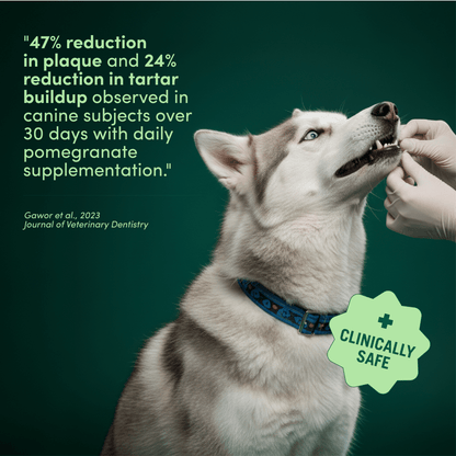 Breath Buddy Dog Dental Powder